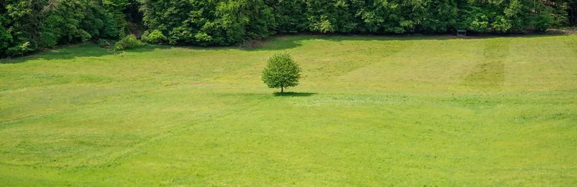 Tapusuz 2B Arazisi Nedir? Bilmeniz Gereken Her Şey